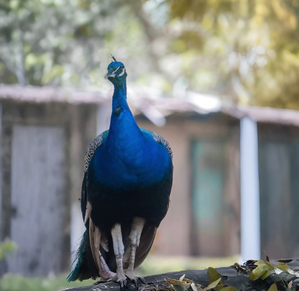 Kumasi Zoo