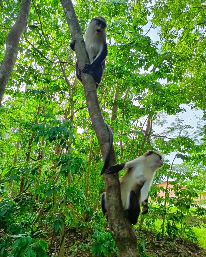 Tafi Atome Monkey Sanctuary and Cultural Village